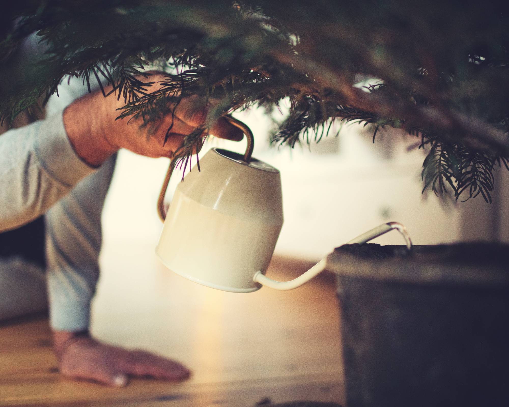 Man waters live Christmas tree with watering can