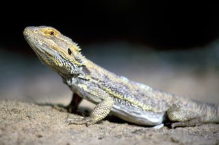 a bearded dragon from central Australia.