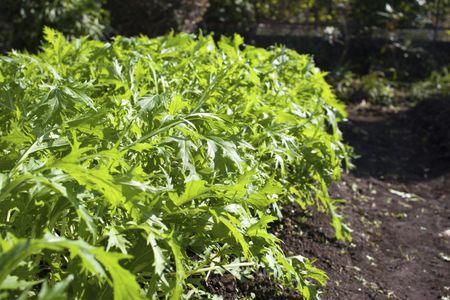 Asian Mizuna Greens In The Garden