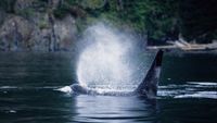 An orca off Vancouver Island, British Columbia.