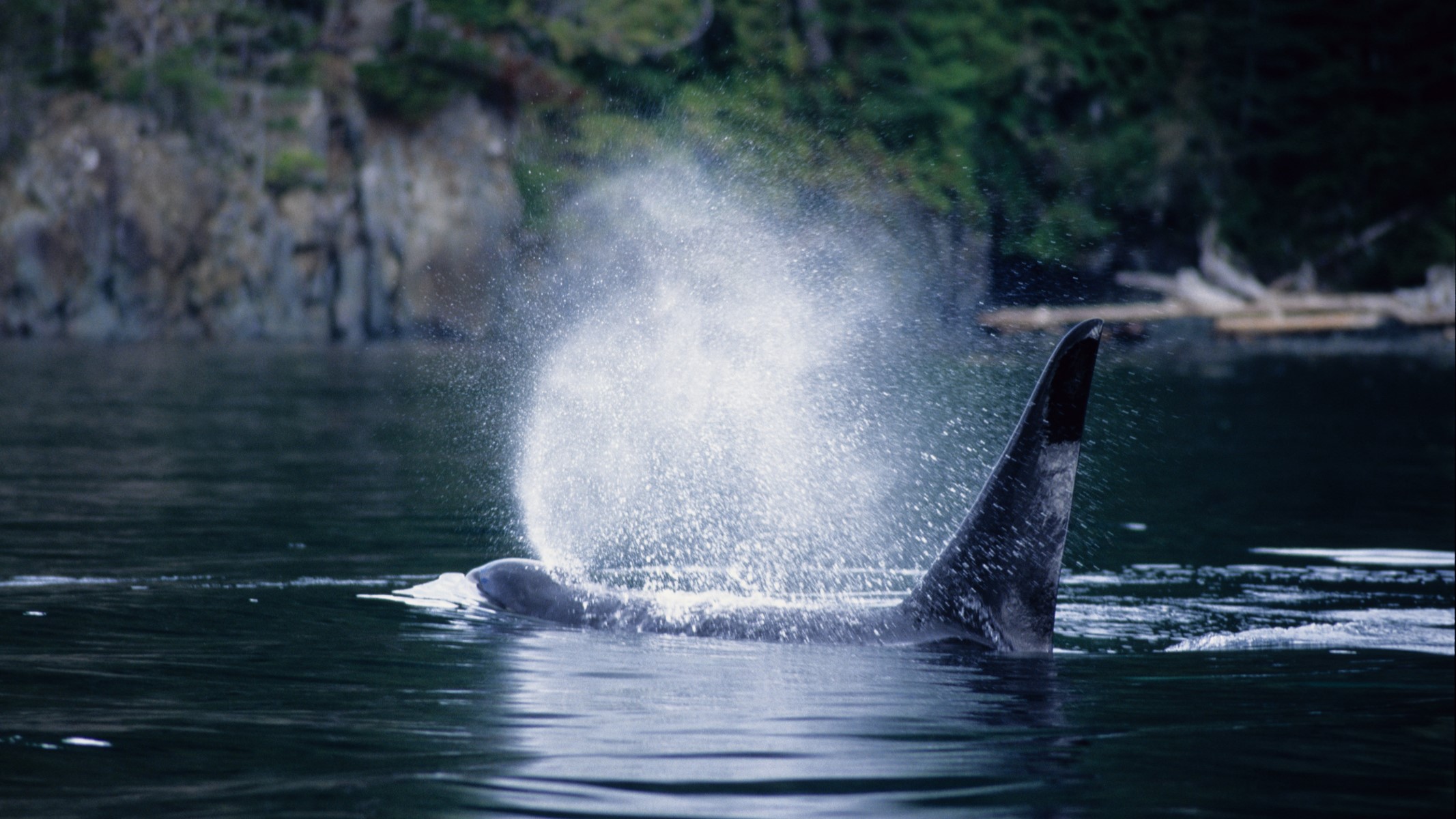 Orca calf refuses to leave a lagoon where its mother stranded and died ...