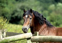 native-pony.jpg