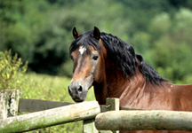 native-pony.jpg