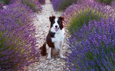 Border Collies are definitely happier in fields than on sofas...