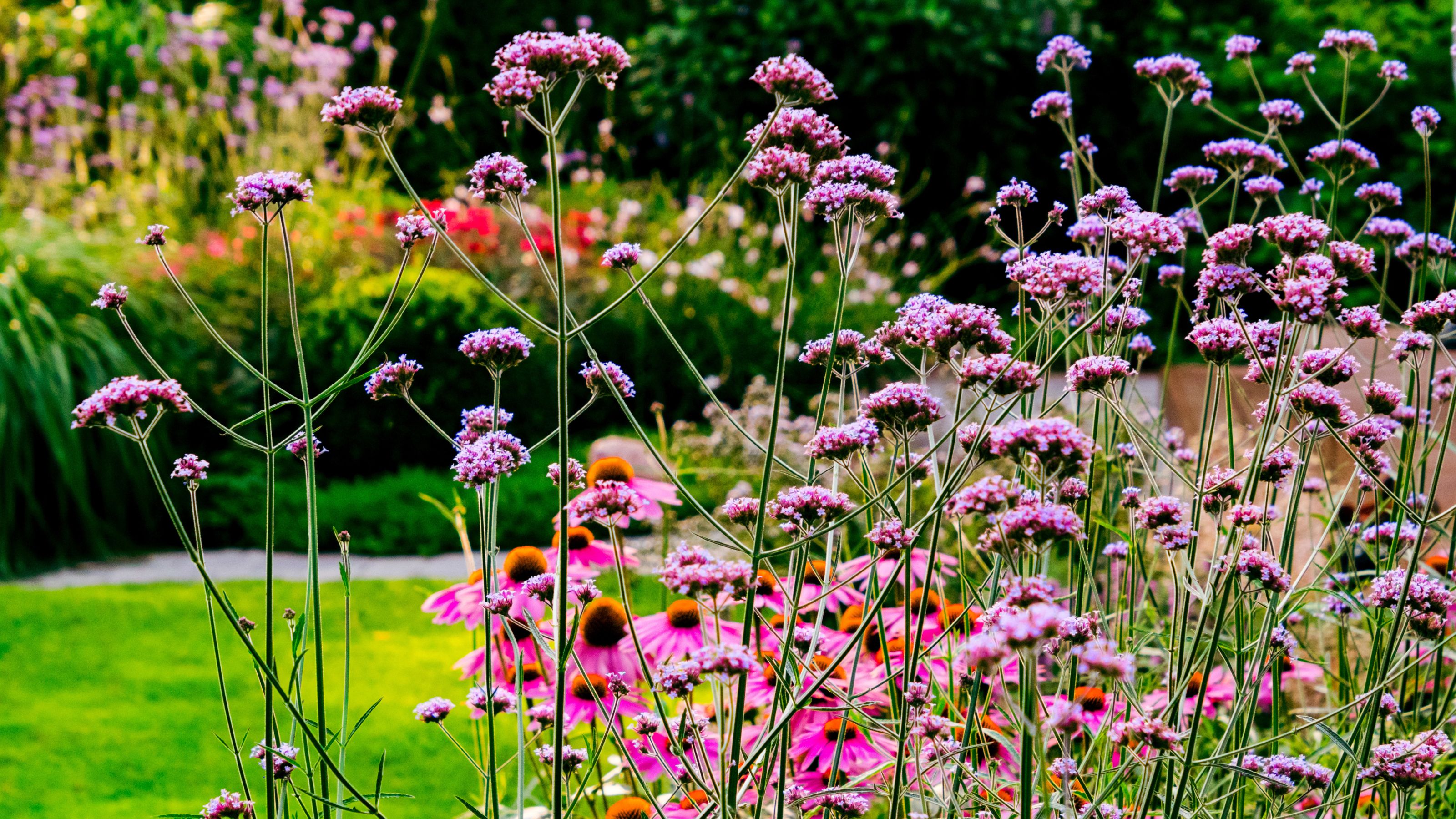 Coneflowers and verbena growing in garden