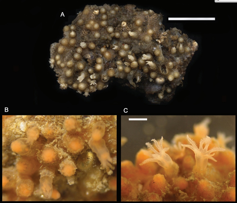 This coral, Cryptophyton jedsmithi, was found on the top of a tide pool overhang near San Diego.