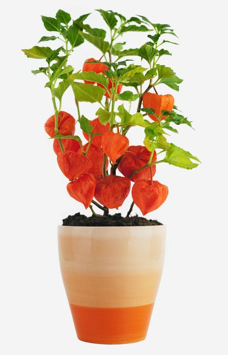 potted chinese lantern