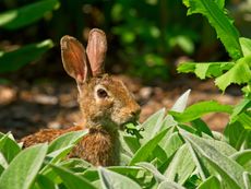 A Rabbit In The Garden