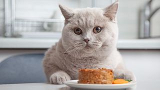 Is Tuna Good for Cats A Vet Answers PetsRadar