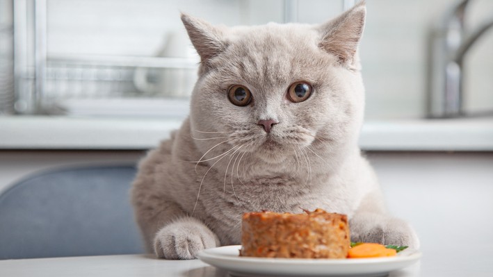 Is Tuna Good For Cats A Vet Answers PetsRadar