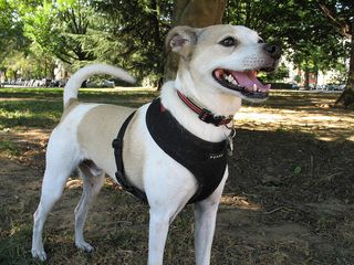 A small dog in a harness looks eagerly into the distance.