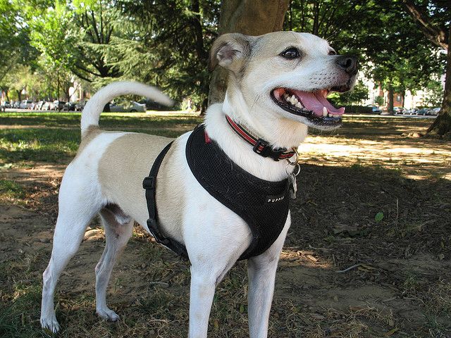 A small dog in a harness looks eagerly into the distance.