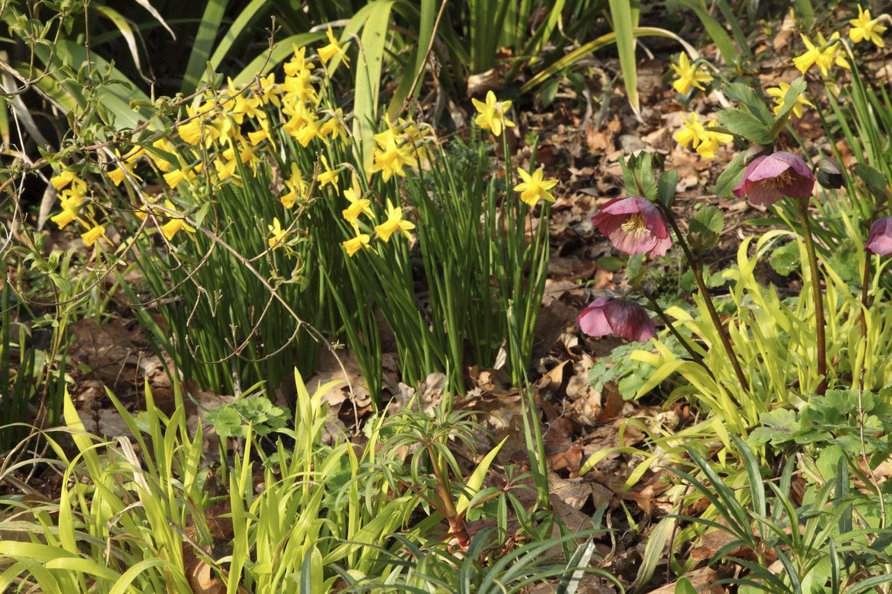 hellebore companions