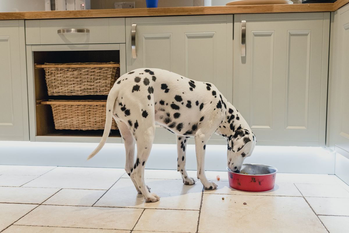 A dalmatian eats a bowl of the best dog food. 