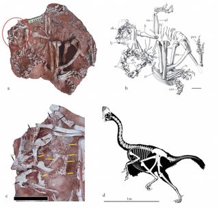 The fossilized remains (a) of Corythoraptor jacobsi that was discovered in 2013, next to an illustration (b) of the specimen. A close-up (c) of the skull, lower jaw and cassowary-like crest. A skeletal reconstruction (d) of the dinosaur, with the missing parts in grey.