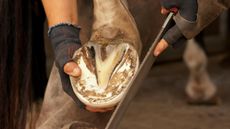 A farrier trimming a horse&rsquo;s hoof