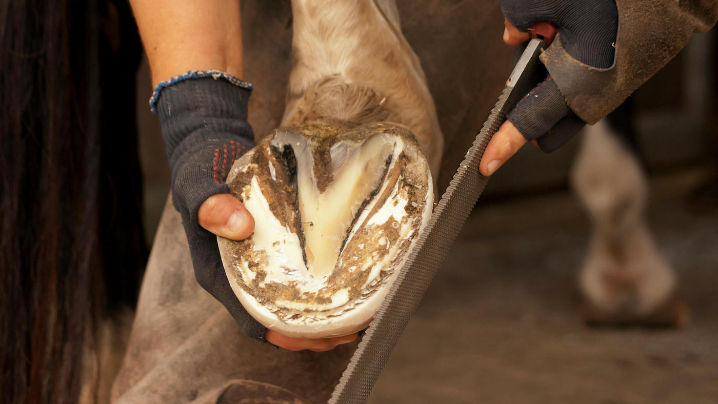 A farrier trimming a horse&rsquo;s hoof