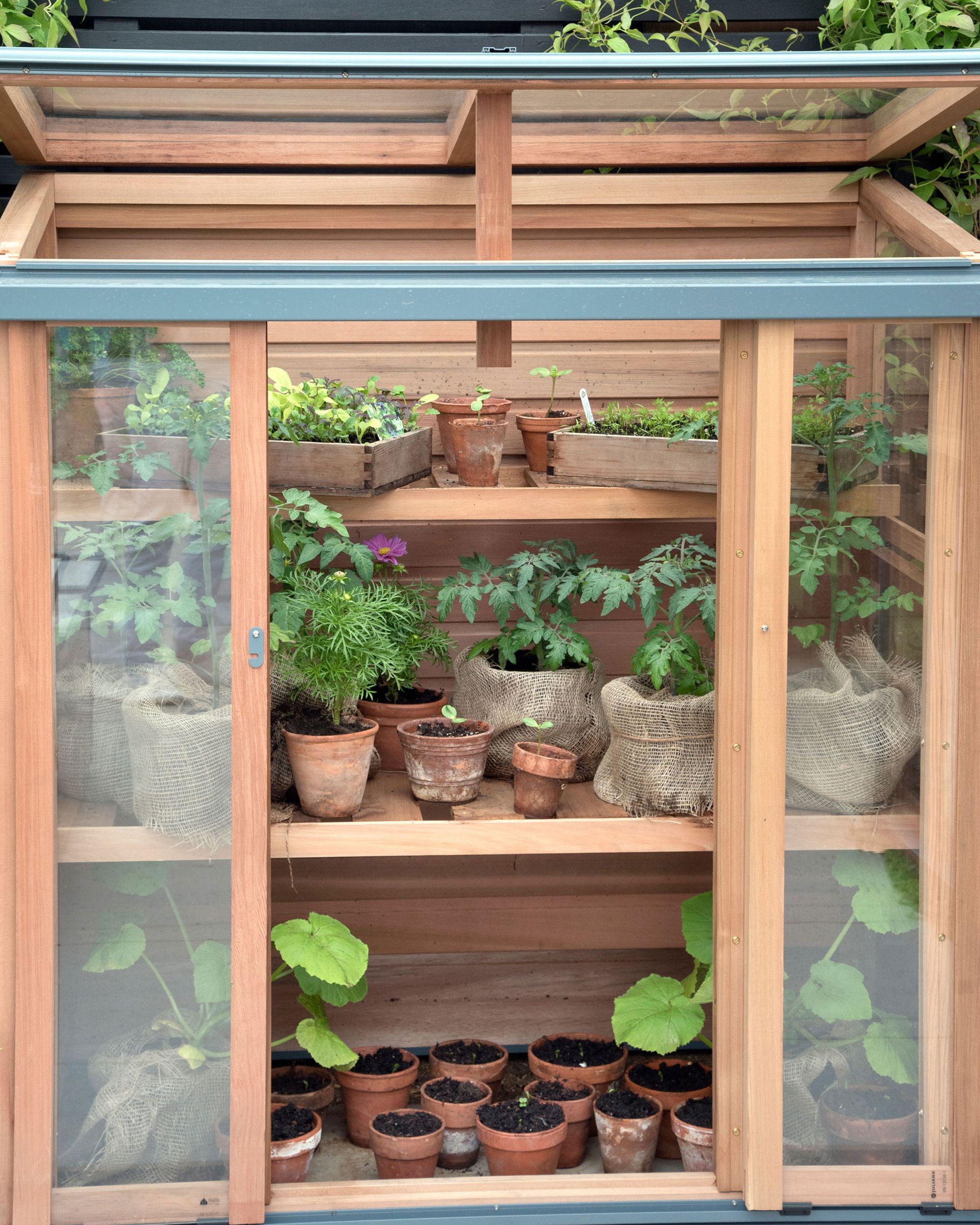 mini greenhouse with plants