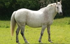 Fat-horse-in-field_Spillers_Body-2