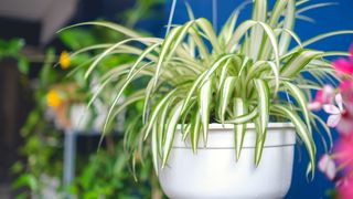 Chlorophytum comosum, Spider plant in white hanging pot / basket, Air purifying plants for home, Indoor houseplant, Hanging plant, Vertical wall garden, Houseplants With Health Benefits concept