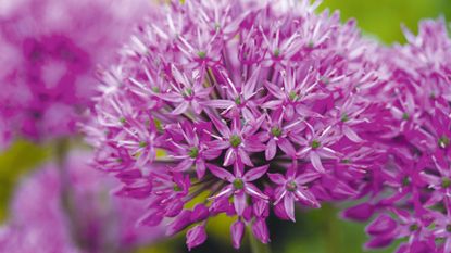 Alliums are great flowers to attract bees