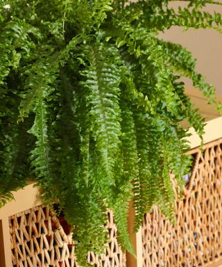 Close-up of potted fern on a rattan cabinet