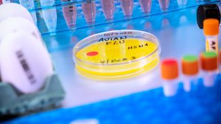 Close-up image of a lab bench with a petri dish containing a yellow liquid. On the dish there is black text including the words "avian flu." There are numerous test tubes around the dish in boxes.