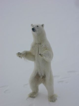 polar bear in the arctic standing on two legs