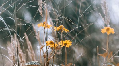 daisies and ornamental grasses in autumn