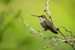 Female Black-Chinned Hummingbird