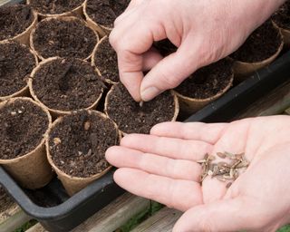 sowing penstemon seeds in a tray