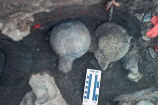 Two femur balls from a mastodon, one facing up and the other down, can be seen. The neural spine, or spinous process, and a broken rib are also shown.