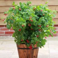 Raspberry Ruby Beauty | £24.99 at Primrose