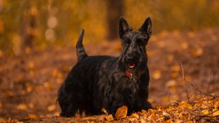 Scottish Terrier