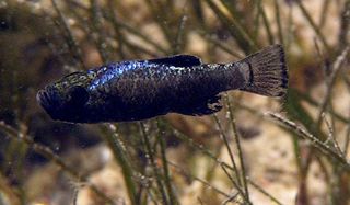 Scale Eating Pupfish