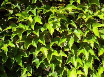 Light Green Boston Ivy Plants