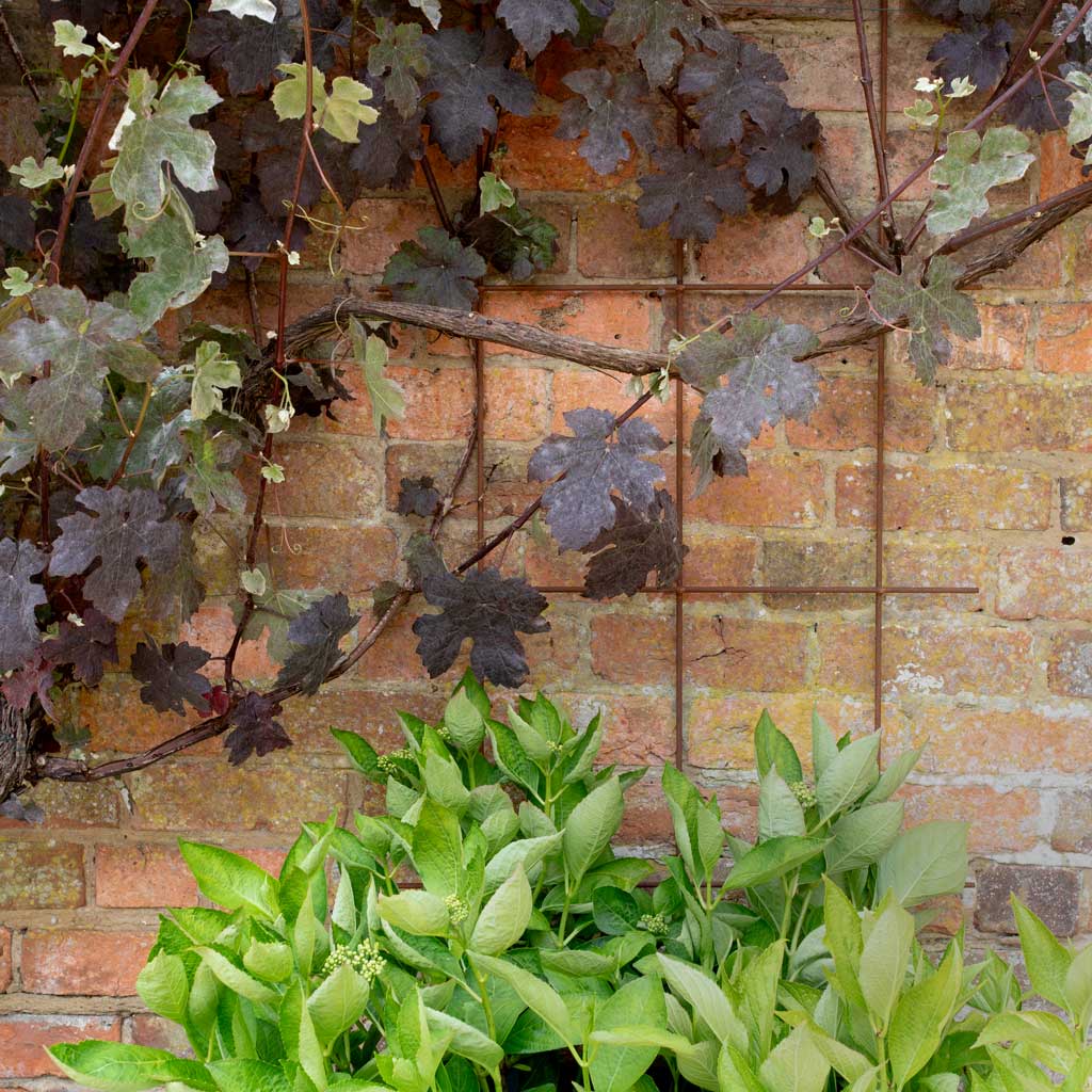 Square Trellis - Rustic