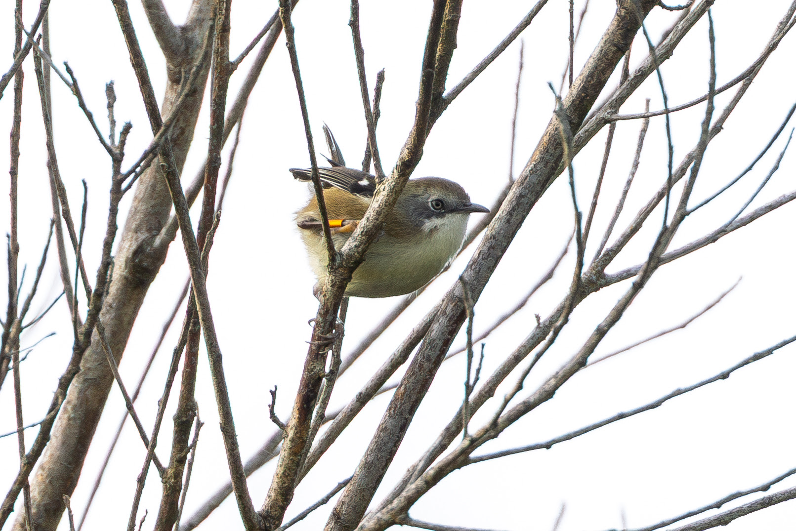 A critically endangered King Island Scrubtit photographed at Boulder Wildlife Sanctuary, a 200-hectare wildlife refuge on Tasmania&rsquo;s King Island