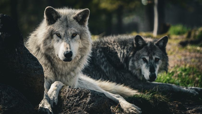 Two grey wolves lying down, facing the camera. 