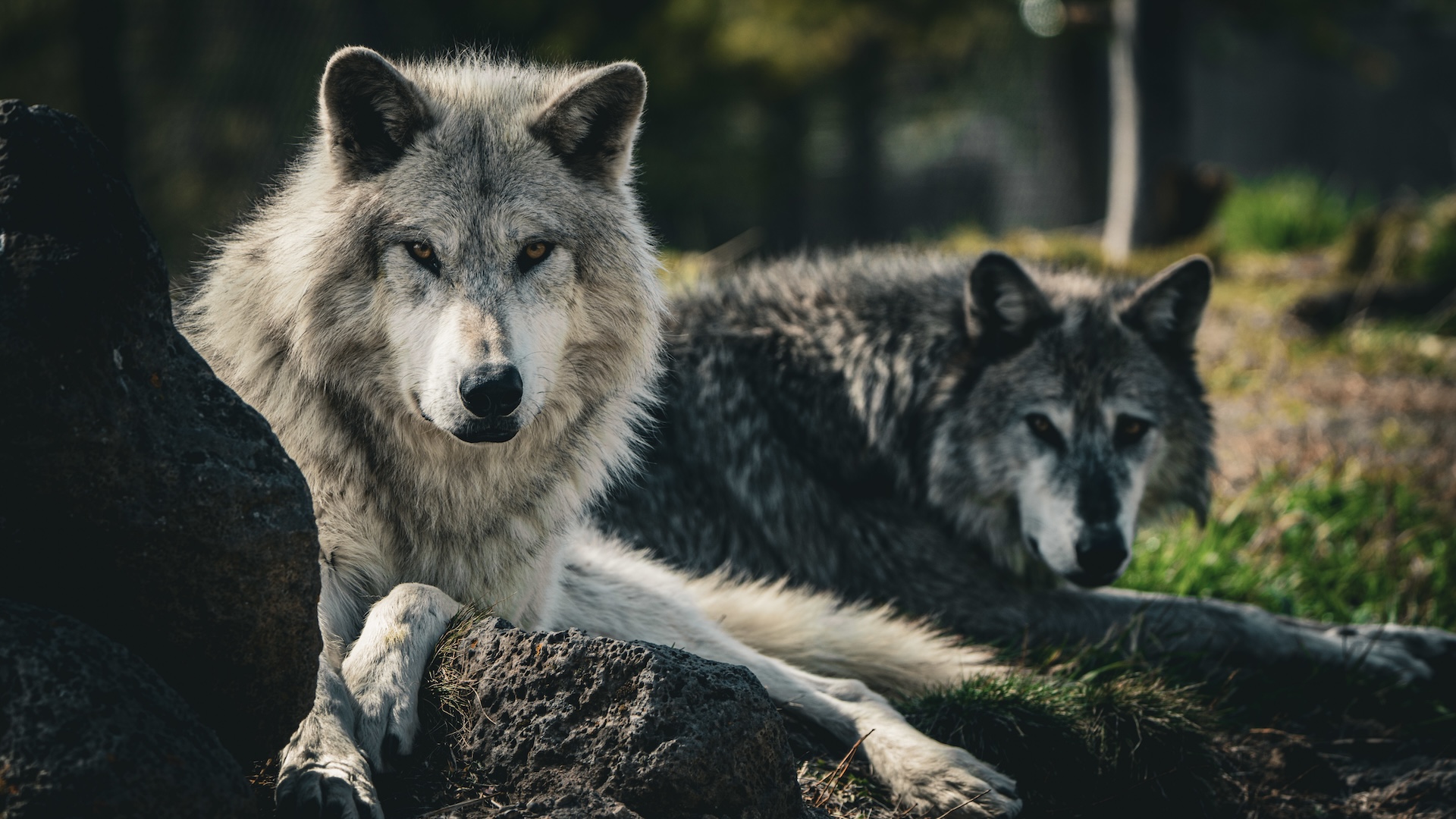 Two grey wolves lying down, facing the camera.