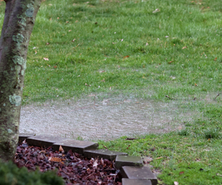Pool of water on grass with a tree in left hand corner