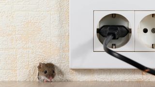 A mouse poking out from a hole under an electrical outlet