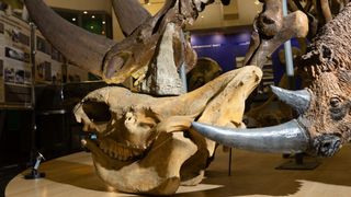 woolly rhino horn placed on skull in a museum