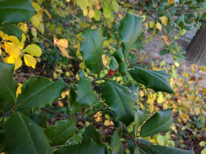 Nexus 6P