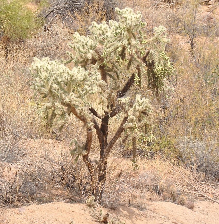 Cholla Photos: See these Amazing Desert Cacti | Live Science