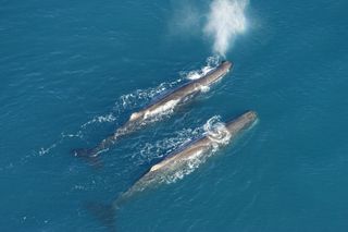 Two sperm whales glide through the ocean off the coast of Kaikoura, New Zealand