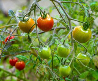 tumbling toms how to grow tomatoes
