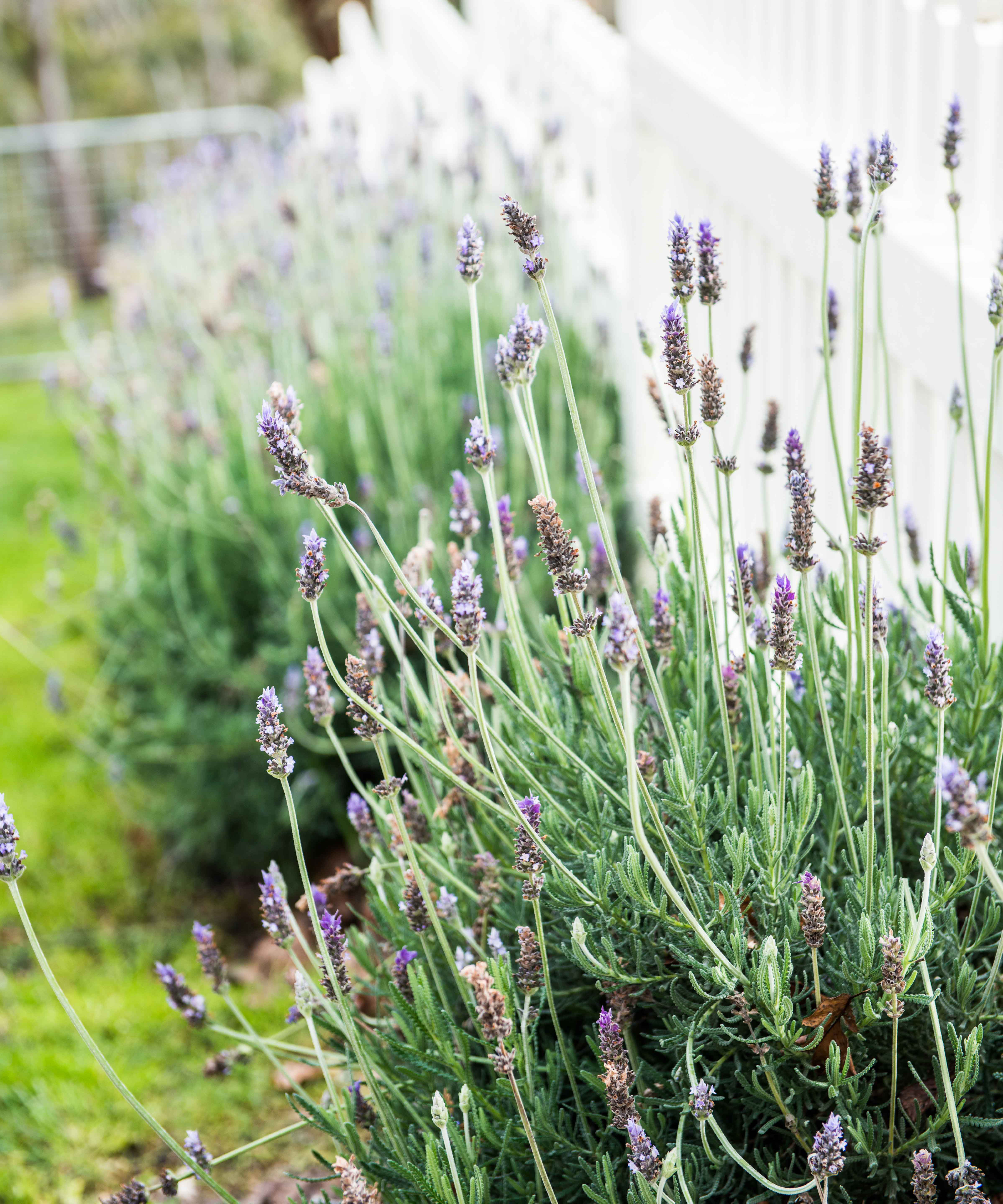Freshly grown lavender