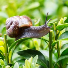 Snail on lush leaf