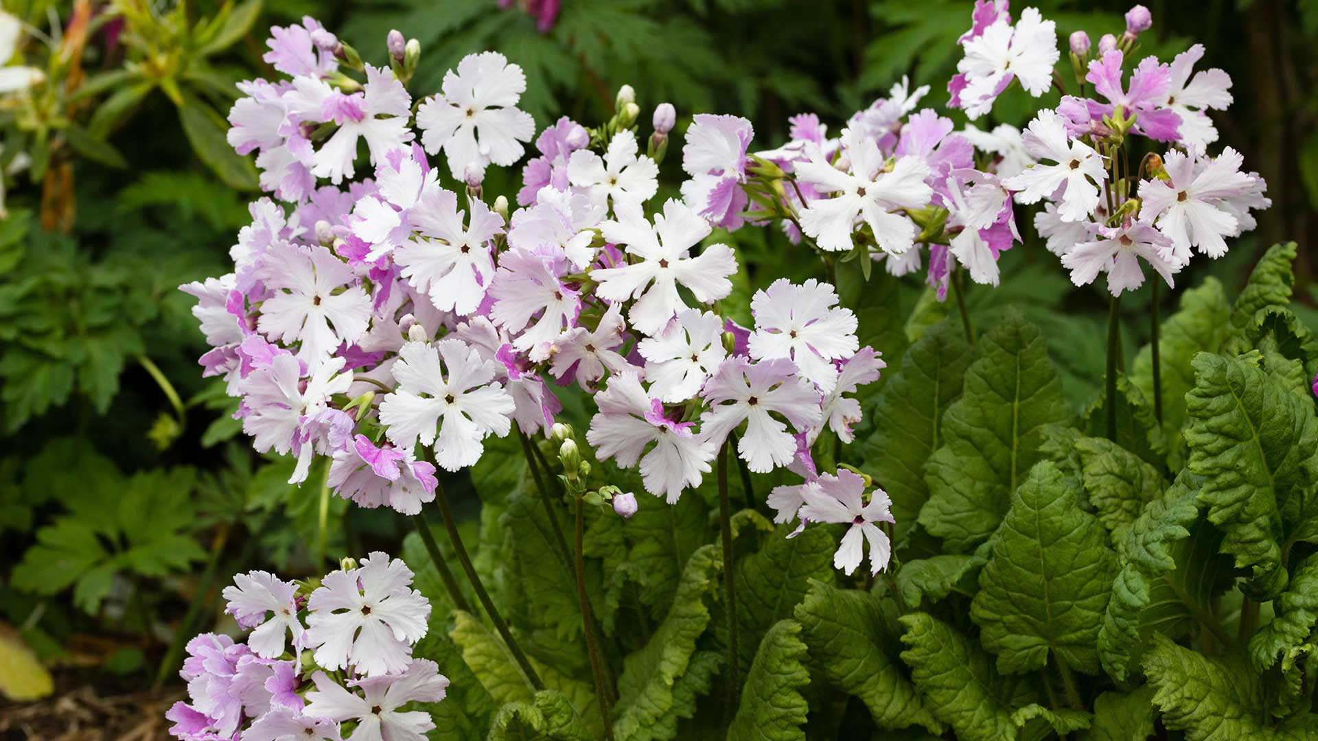 flowering Primula sieboldii 'Jessica'